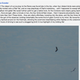 A screenshot from one of Vaughan’s eBird lists